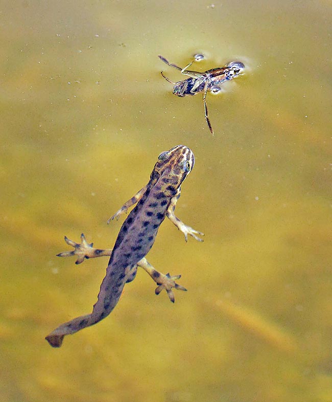 Naturally they don't forget the aquatic insects like this backswimmer.