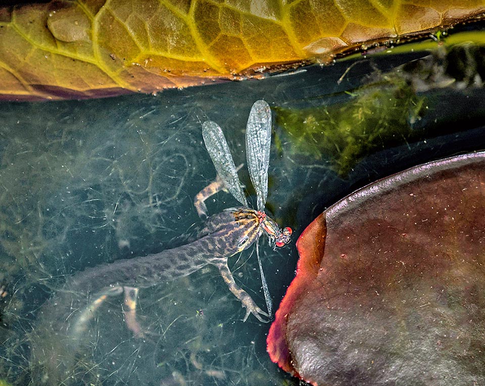 Here grabbed a dragonfly. On the mainland the diet is ampler with annelids, gastropods, isopods, mites, spiders, springtails and insects.