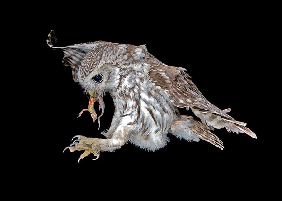 Lissotriton vulgaris is in turn preyed upon by fishes, snakes, waterfowls, ravens and raptors like this owl (Athene noctua).