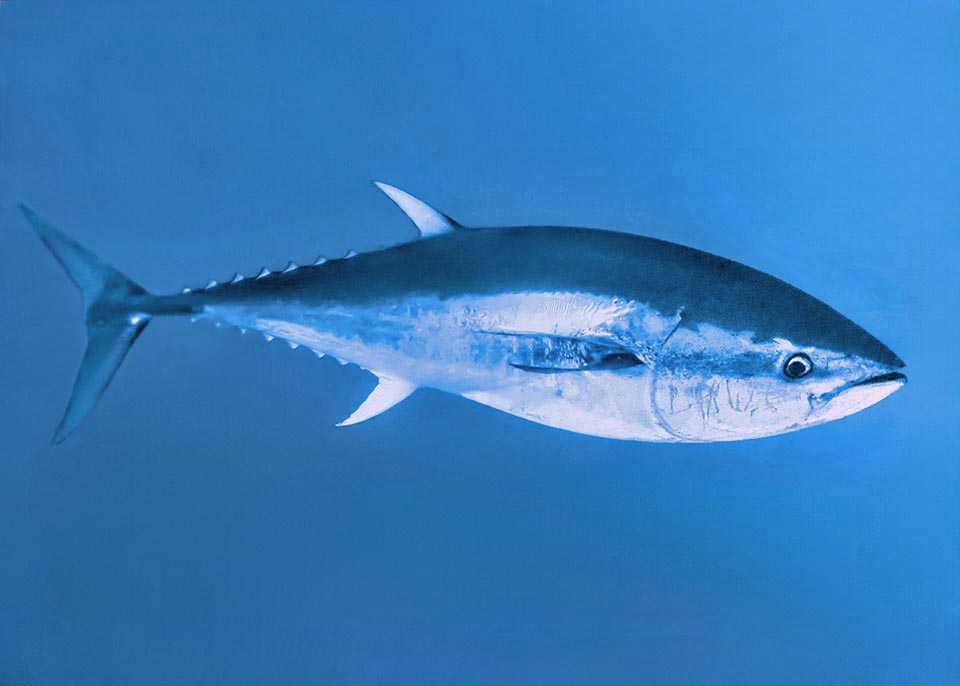 Thunnus thynnus peut atteindre 4,58 m de long et 684 kg mais sa taille normale est d'environ 2 m. La seconde nageoire dorsale et l'anale sont toujours visibles.