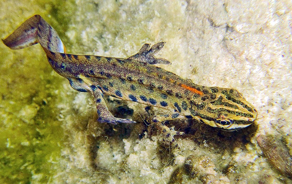 Lissotriton vulgaris meridionalis is common in Italy, it has instead a uniform low crest and the toes of the rear legs conspicuously palmate.