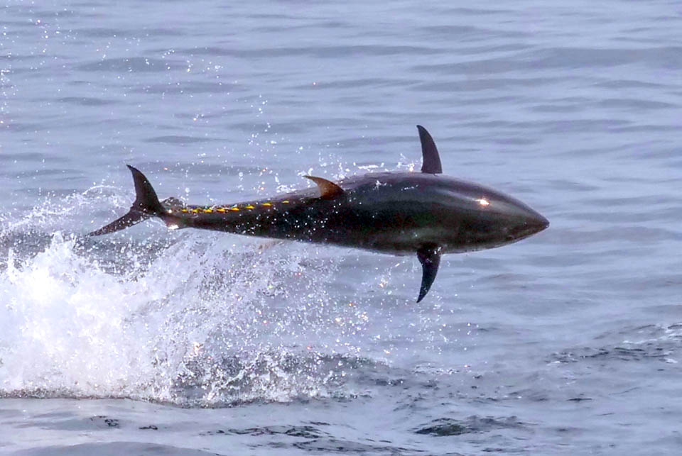 Thunnus thynnus può spostarsi a 90 km orari e non mancano spettacolari balzi fuor d’acqua. Qui si notano bene anche le pinne pettorali normalmente ripiegate come la prima dorsale per un perfetto profilo idrodinamico.