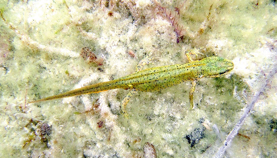 Females are crestless and those of Lissotriton vulgaris meridionalis are studded with black dots on a greenish livery.