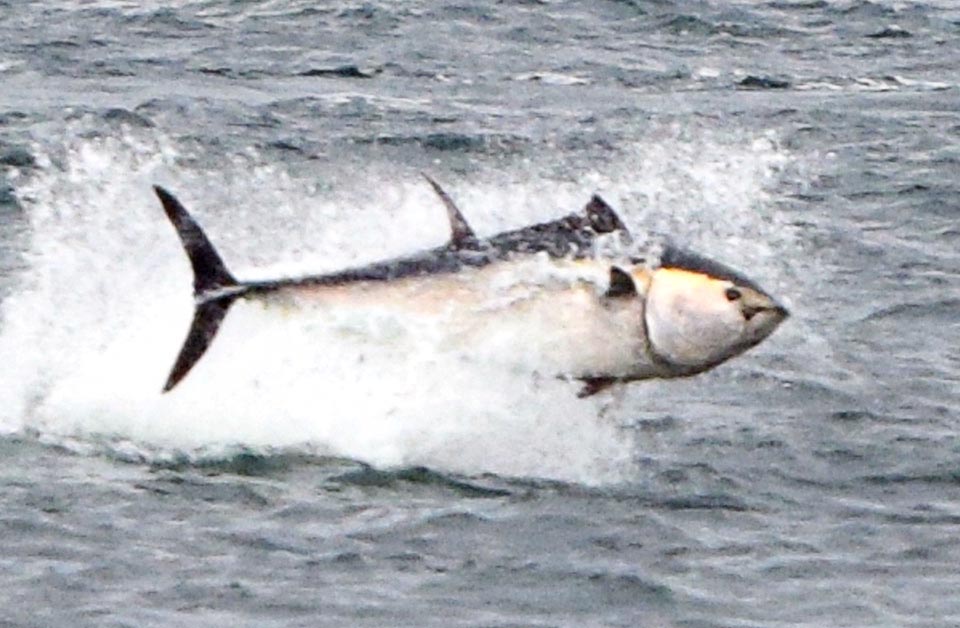 Ce Thunnus thynnusi poursuit peut-être avec énergie un banc de maquereaux ou de calmars volants qui se sont déplacés à la surface.