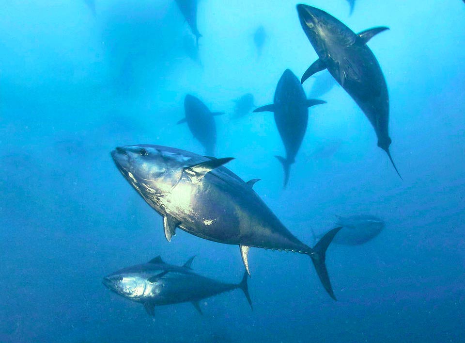 Il suo peggiore nemico è l’uomo che l’ha sempre predato e l’ha portato quasi all’estinzione aspettandolo con le moderne tecniche di pesca nei luoghi dove si riproduce