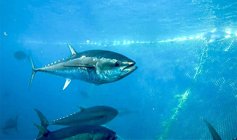 Per salvare Thunnus thynnus dalle insidie delle reti da circuizione e dalle sciabiche galleggianti che catturano centinaia di riproduttori in un colpo, nel 2010 il Principato di Monaco fu il primo Stato a muoversi per la protezione internazionale della specie, proponendone l’iscrizione nell’appendice I della CITES che vieta il commercio internazionale di animali a rischio.