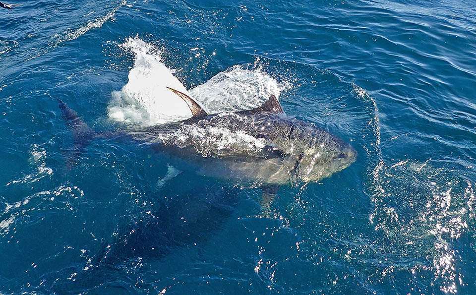 Non fu accettata ma servì a sensibilizzare l’opinione pubblica mondiale e le quote di pesca furono ridotte. Anche se oggi la situazione è migliorata la Fondazione Principe Alberto II di Monaco segue da vicino la specie con un programma di marcatura del Tonno rosso con radiofari satellitari nel “Santuario Pelagos”, una vasta zona del Mediterraneo per la protezione dei cetacei.