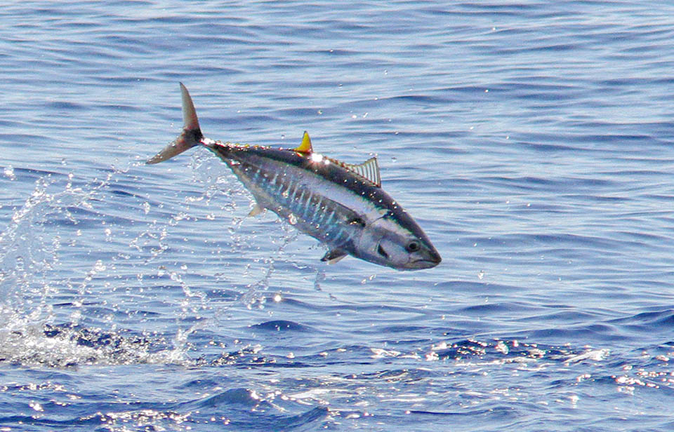 Un jeune subadulte de Thunnus thynnus. On le reconnaît de suite à sa seconde nageoire dorsale plus courte et aux bandes verticales sur les flancs qui disparaissent avec l'âge.