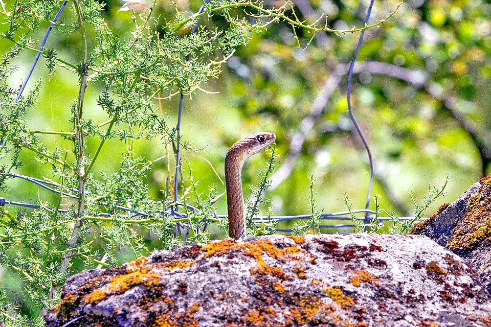 Risen in an orchard near a fence to see if there are dangers or preys. Malpolon monspessulanus hunts lizards, geckos, luscengolas, blindworms, snakes, small mammals and birds.