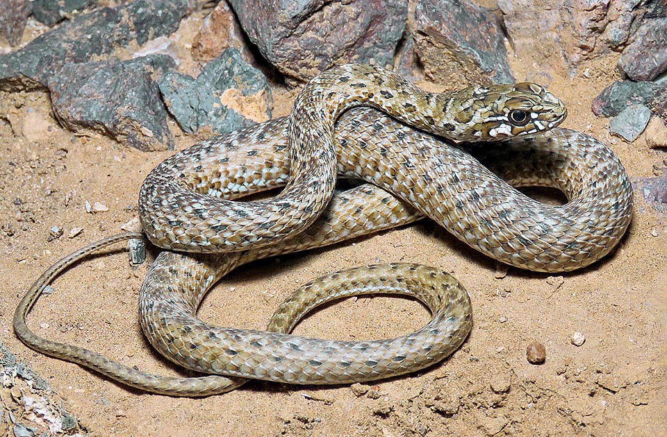 There is a very strong sexual dimorphism. The females, smaller, are not olive green or brownish like the males, but have a livery with dark spots emphasized by clear strokes in reddish grey background. They may lay, after the size, 4 to 18 eggs, in humid and sunny sites, in the litter or under trunks and big stones © Justin Ilee.