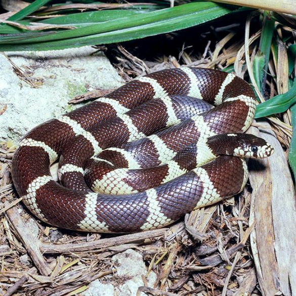 Lampropeltis Getula - Monaco Nature Encyclopedia