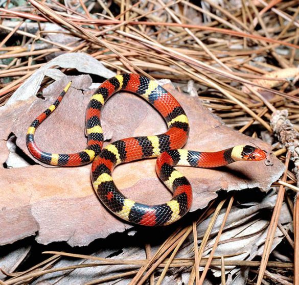 Lampropeltis triangulum - Monaco Nature Encyclopedia