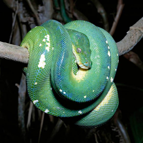 Morelia viridis Monaco Nature Encyclopedia