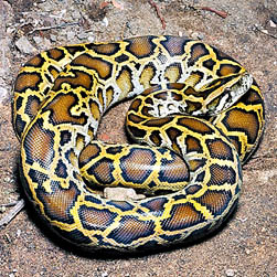 Python molurus - Monaco Nature Encyclopedia