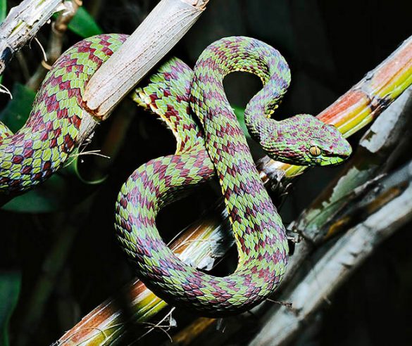 Trimeresurus purpureomaculatus - Monaco Nature Encyclopedia