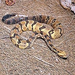 Crotalus horridus - Monaco Nature Encyclopedia