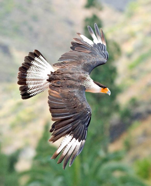 Adult Brazilian Caracara