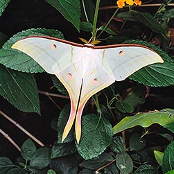 Actias selene - Monaco Nature Encyclopedia