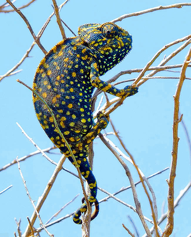 Characteristic liveries are then typical of the reproductive period. The fecundated females of Chamaeleo chamaeleon in fact colour dark blue with elegant yellow spots, to indicate the males their status and the consequent unavailability to mating.