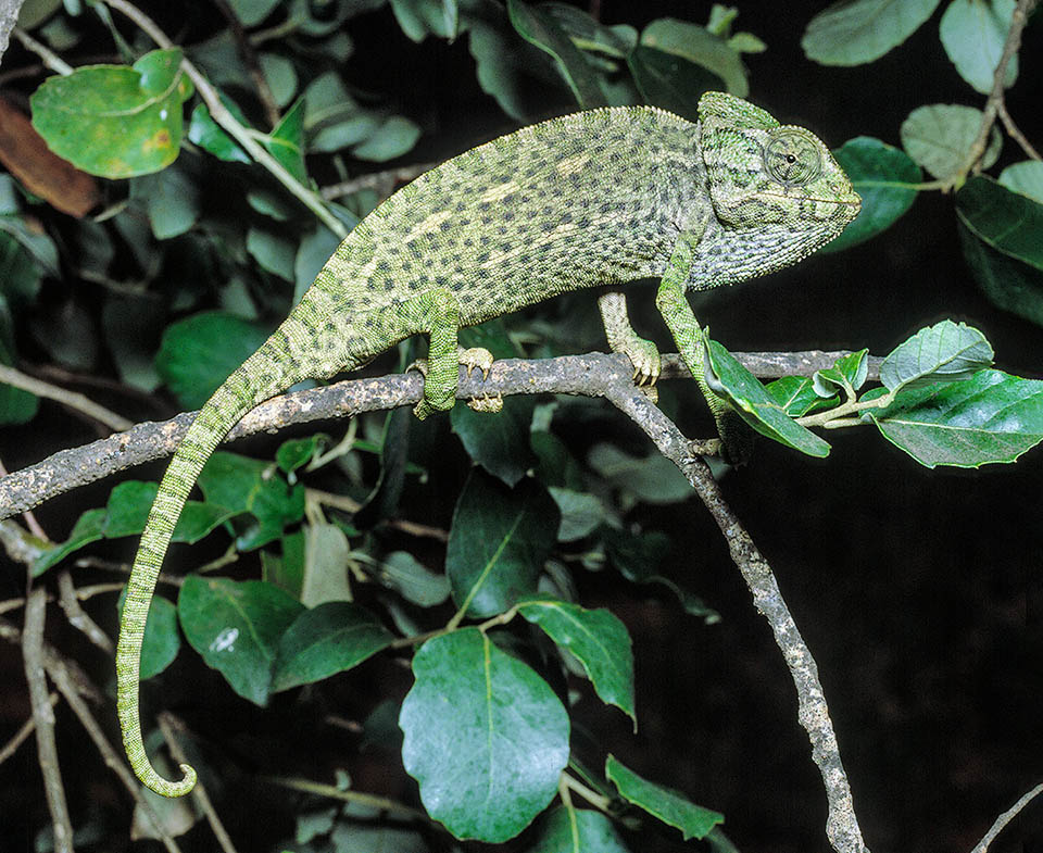Strictly arboreal, Chamaeleo chamaeleon usually gets a cryptic colour to camouflage with the surrounding environment. Counting also the spread tail it can reach the 30 cm.