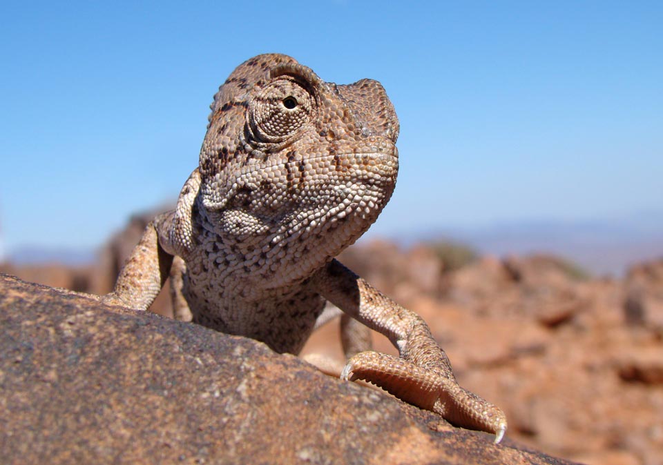 In desert or semi desert environments Chamaeleo chamaeleon assumes a pale brownish colour.