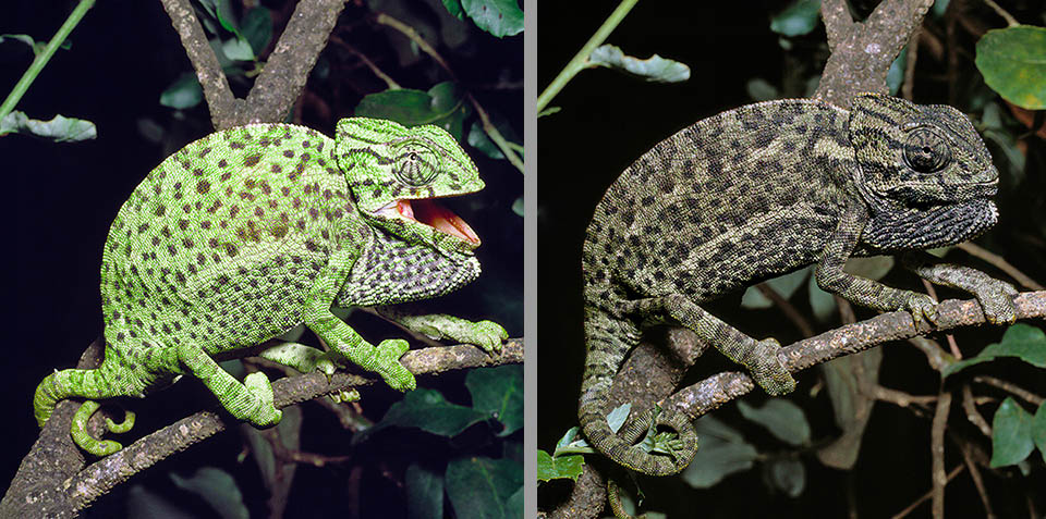 Contrary to belief, the chameleons do not change only for camouflaging, but also depending on their physical, physiological and emotional condition. For instance, the specimen on the left, feeling threatened opens the mouth to scare the inopportune, but if this does not give up and is afraid quickly becomes almost black.