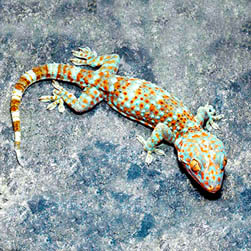 Gekko gecko - Monaco Nature Encyclopedia