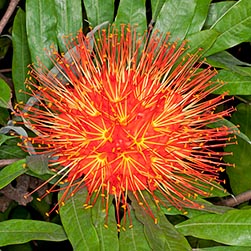 Brownea Macrophylla Monaco Nature Encyclopedia