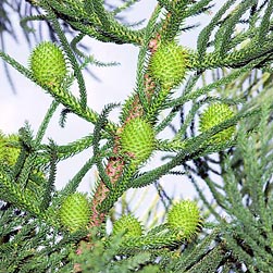 Araucaria cunninghamii - Monaco Nature Encyclopedia