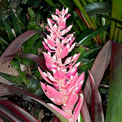 Aechmea woronowii - Monaco Nature Encyclopedia