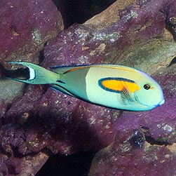 Acanthurus olivaceus - Monaco Nature Encyclopedia