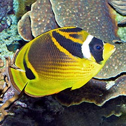 Chaetodon lunula - Monaco Nature Encyclopedia