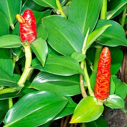 Costus woodsonii - Monaco Nature Encyclopedia