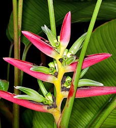 Heliconia Lasiorachis - Monaco Nature Encyclopedia