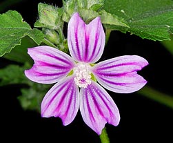 File:Mauve-sylvestre-malva-sylvestris-ccbysa3.jpg - Wikimedia Commons