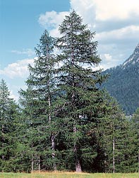 Larix decidua - Monaco Nature Encyclopedia