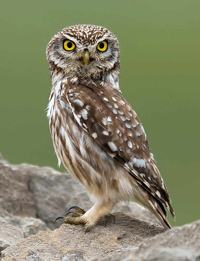 Athene noctua vive in Europa, nell’Asia temperata fino alla Corea, nell’Africa Mediterranea, nel Corno d’Africa e penisola arabica.