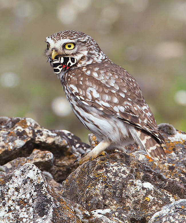 Athene noctua si nutre principalmente di piccoli roditori e insetti ma anche di lucertole, anfibi e uccellini sorpresi nel sonno.