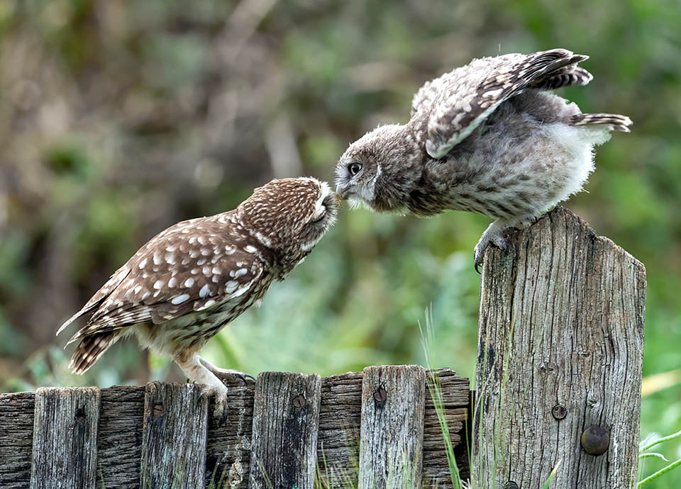 Anche quando i piccoli hanno imparato a volare, i genitori li seguono e imboccano ancora per un certo tempo.