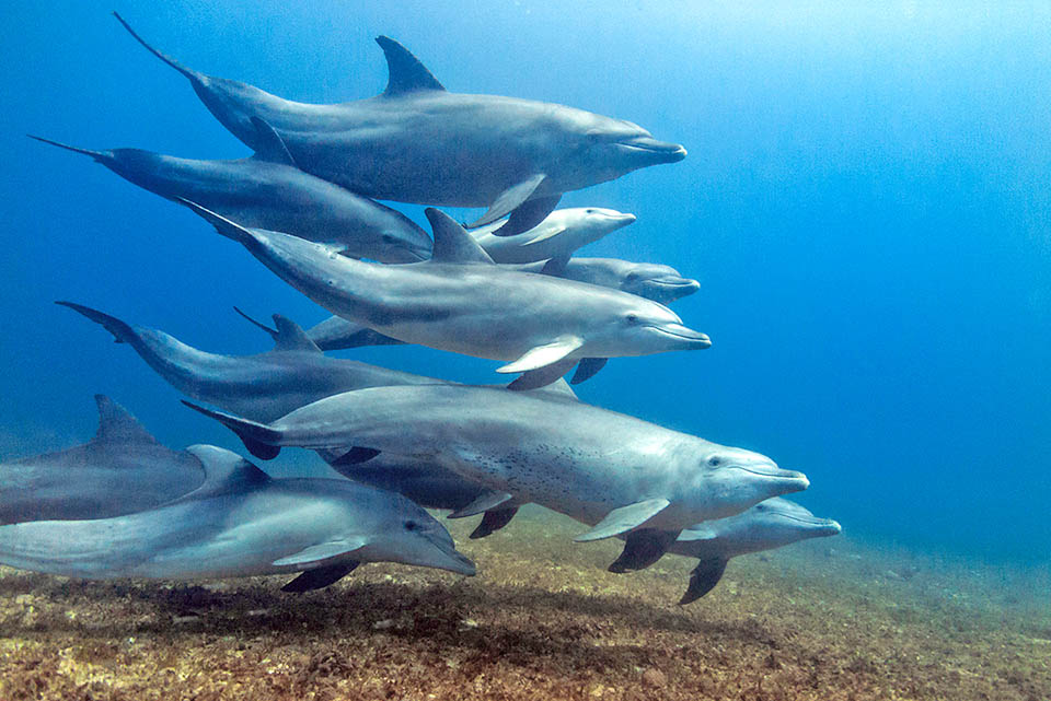 Animale molto intelligente, ha relazioni sociali mutevoli con individui che entrano ed escono dal branco. Sia i maschi che le femmine si associano in gruppi monosessuali, i primi per competere con altri gruppi di maschi per l’accesso alle femmine ed insidiarle a scopo riproduttivo, le femmine invece per difendersi da maschi troppo aggressivi.