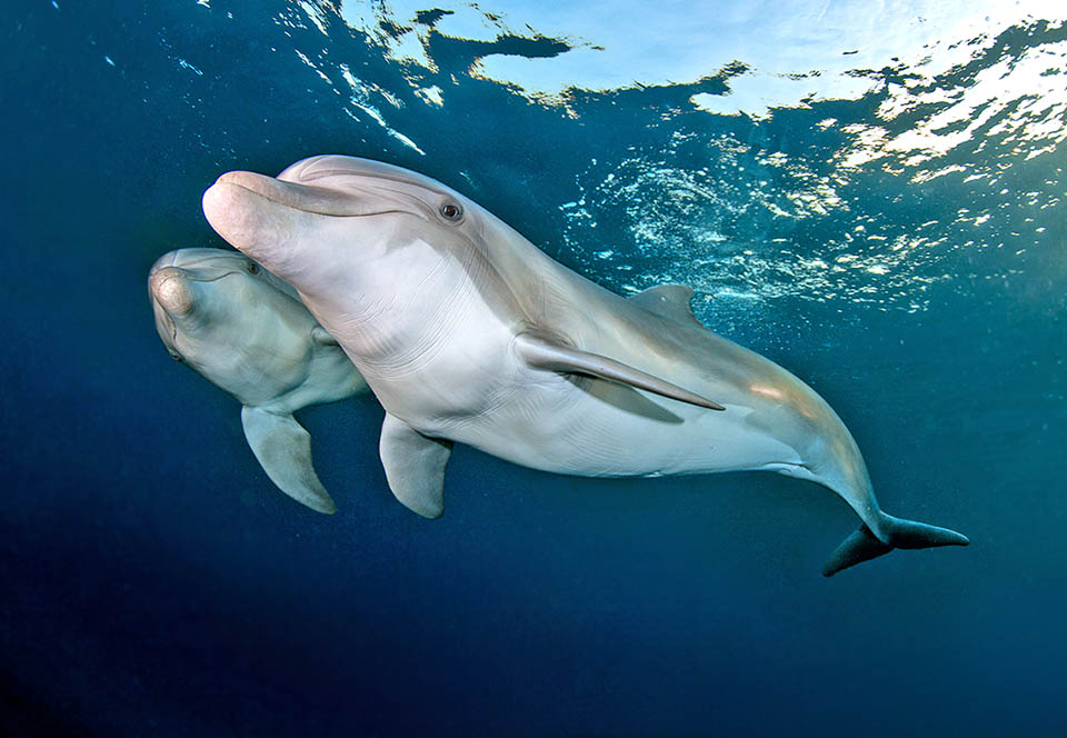 Una madre col piccolo di Tursiops aduncus. In cattività viene allattato per 18 mesi e circa il doppio in mare, dove può raggiungere i 50 anni d’età.