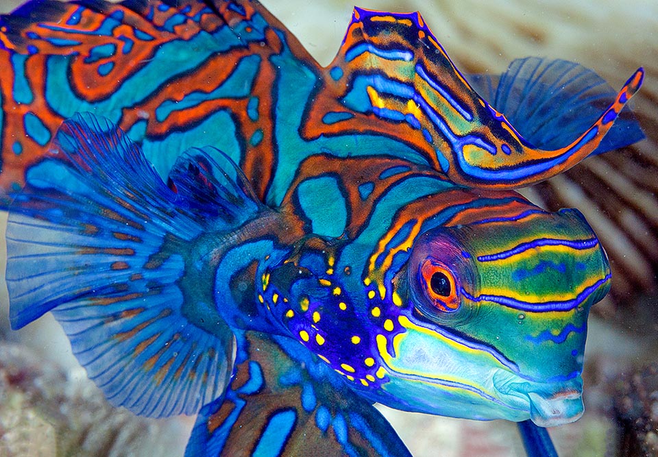 Only 6-7 cm long, the Mandarinfish (Synchiropus splendidus) is one of the most picturesque inhabitants of the Western Pacific reefs.