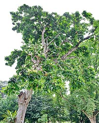 Carapa guianensis - Monaco Nature Encyclopedia