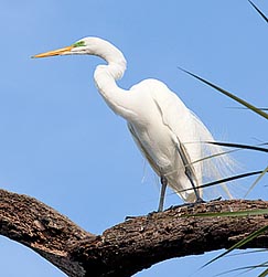 Ardea alba - Monaco Nature Encyclopedia