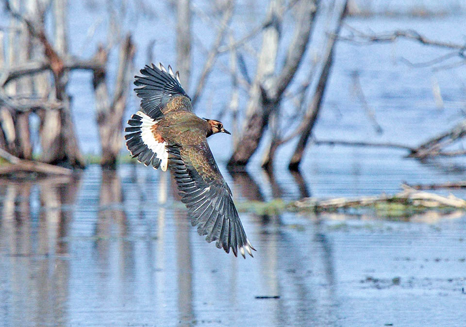 Vanellus vanellus è un uccello limicolo legato all’acqua ed ai terreni umidi, anche se passa spesso buona parte del tempo in ambienti mancanti di questo elemento.