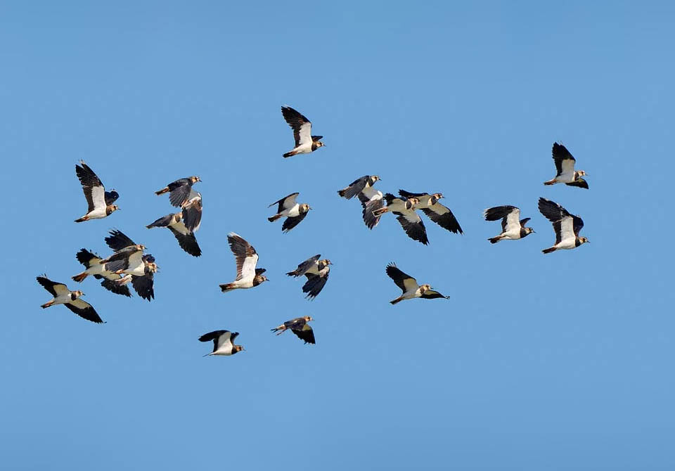 Vanellus vanellus è un migratore limicolo molto comune in Eurasia. Gli stormi non passano inosservati ed indicano, con un certo anticipo, l'avvicendarsi delle stagioni.