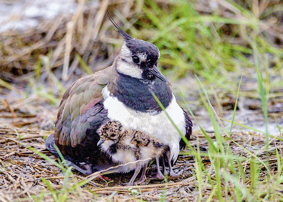 La cova dura 4 settimane ed i piccoli di Vanellus vanellus, nidifughi, abbandonano il nido dopo pochissime ore dalla nascita.