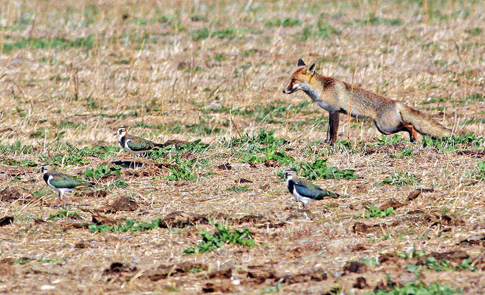 Vanellus vanellus ha molti nemici e, senza contare i cacciatori, oltre agli uccelli rapaci ed alla Cornacchia grigia può aggiungersi anche qualche volpe.