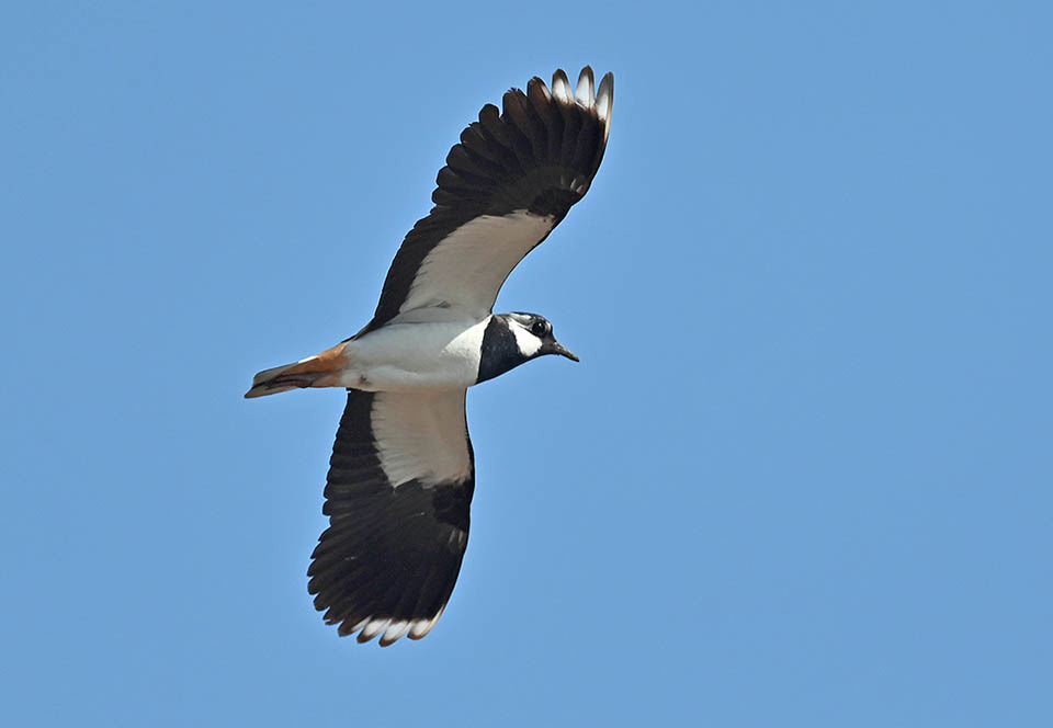 Vanellus vanellus è un Charadriidae di medie dimensioni con un peso che può raggiungere i 300 g, un’apertura alare di circa 80 cm ed una lunghezza di 30.