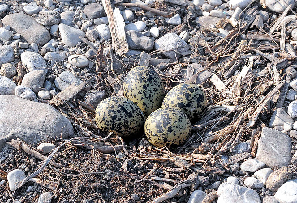 Il nido di Vanellus vanellus è un avvallamento sul terreno, scavato dal maschio e addobbato dalla femmina. Contiene in genere 4 uova.